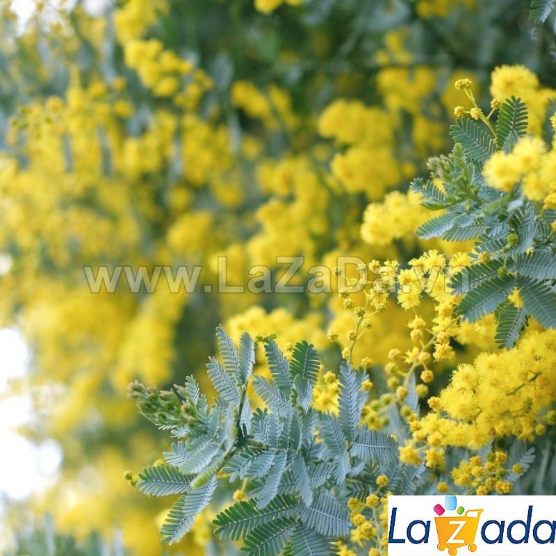 50h Hạt Giống Cây Mimosa Lá Me (| -KD: B21*X55*M224)