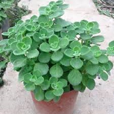 Cây nhất mạt hương (Sen đá lá thơm)  Nguồn: https://mrhoa.com/cay-canh/nhat-mat-huong-sen-da-la-thom/