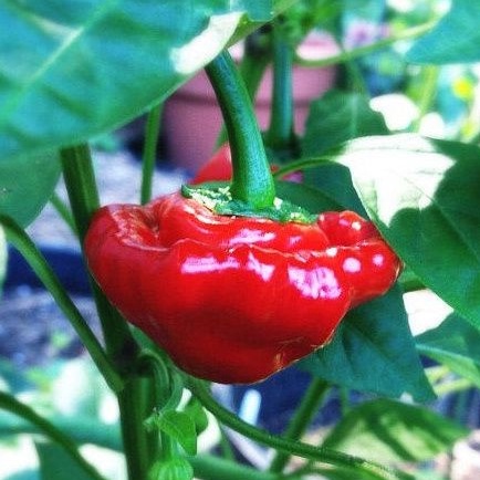 Gói 10 hạt giống ớt Jamaica đỏ