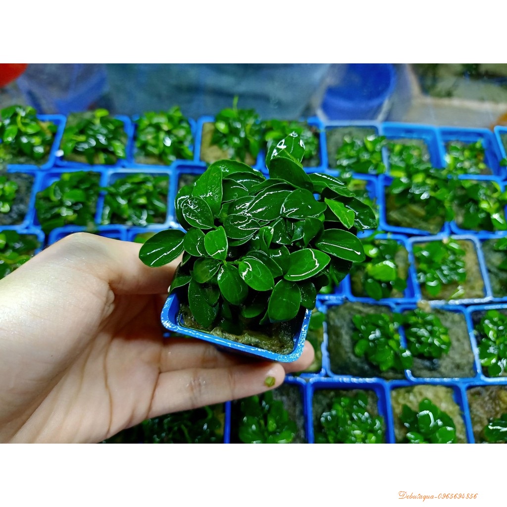 Ráy Nana Tàu [Cây Thủy Sinh Gắn Giá Thể]