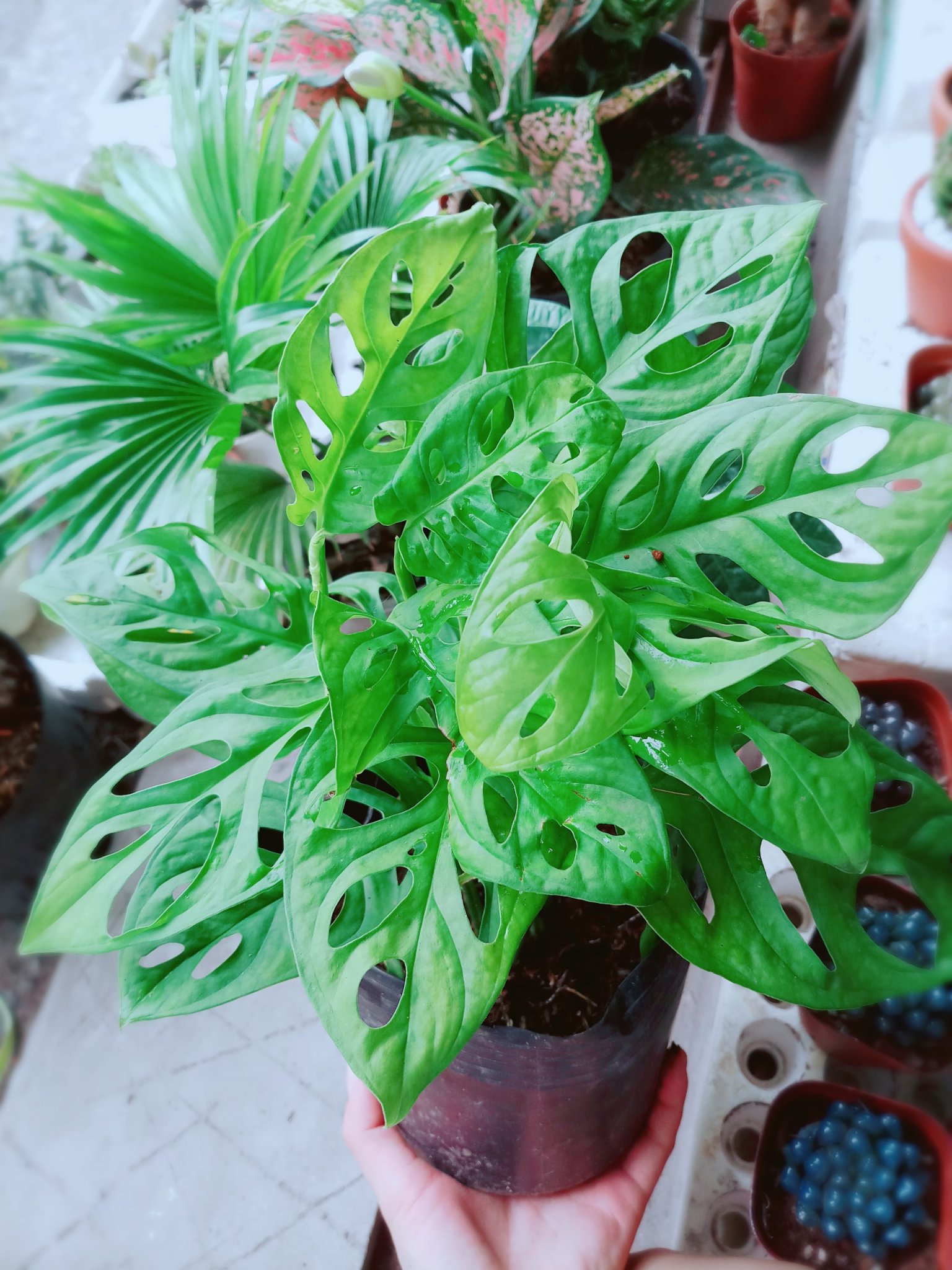 Trầu Bà Lỗ