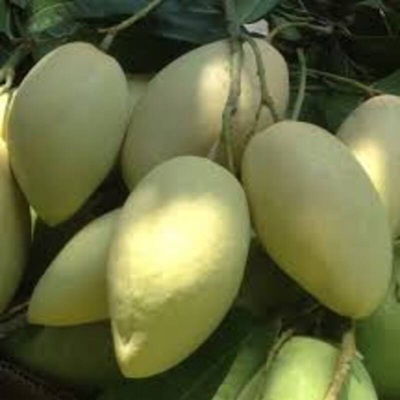 cây giống XOÀI CÁT HÒA LỘC - Giống chuẩn F1 - Siêu sai quả ngon, ngọt