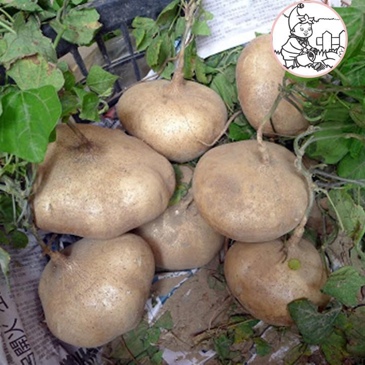 HẠT CỦ SẮN, CỦ ĐẬU - GÓI 10 GRAM