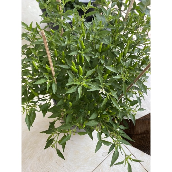 Cây ớt hiểm