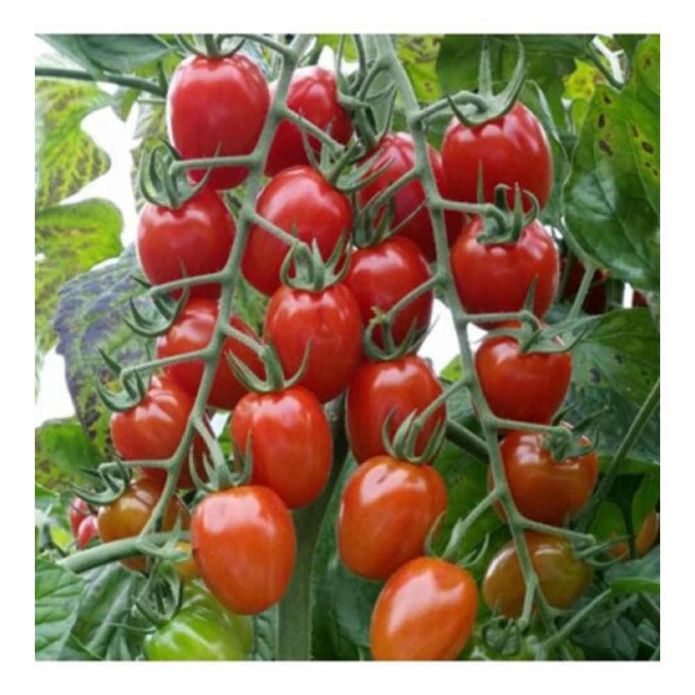 Hạt giống cà chua bi chùm đỏ - 30 hạt