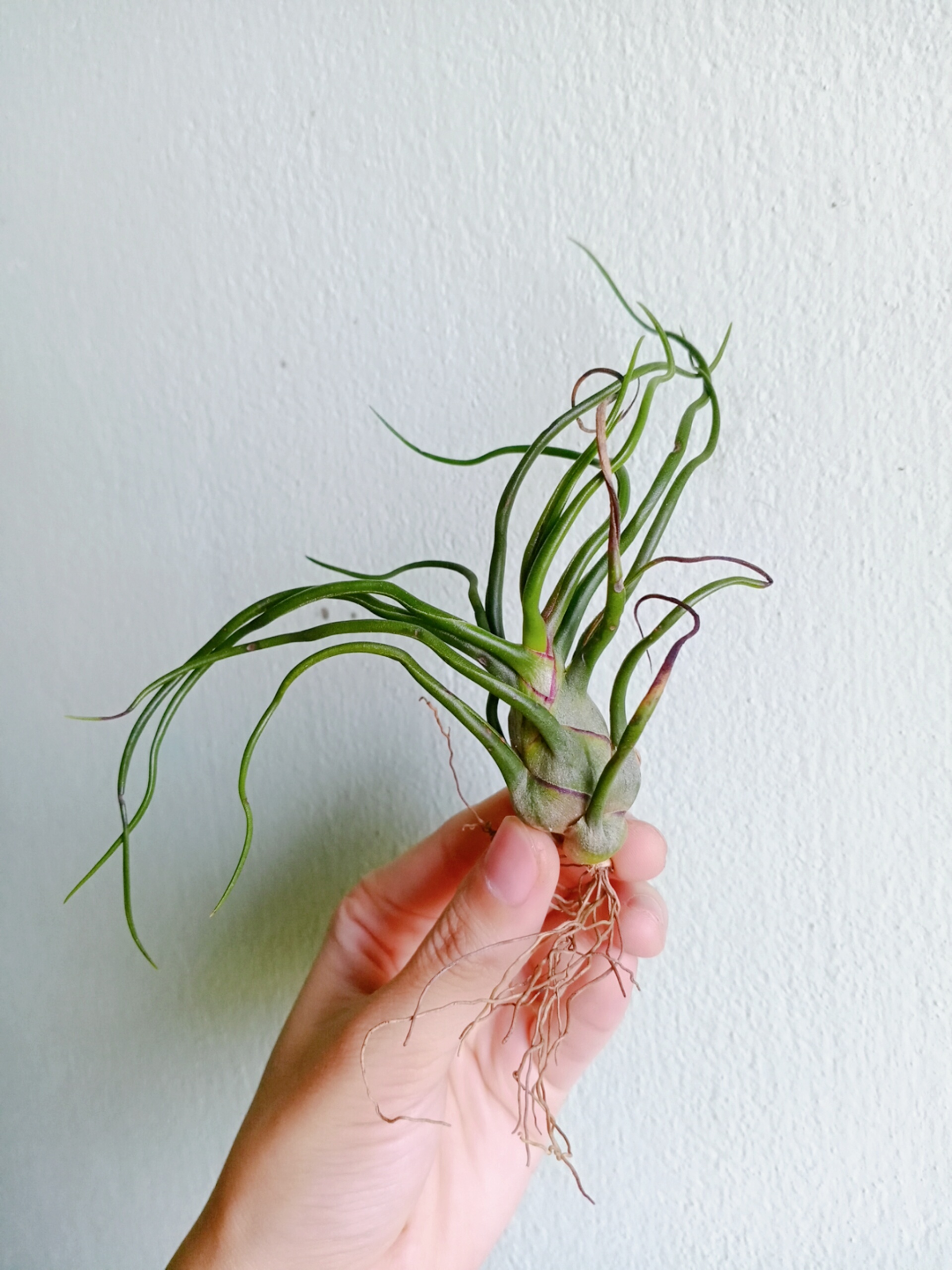 Cây không khí Nhân sâm Balbusa(Size lớn)