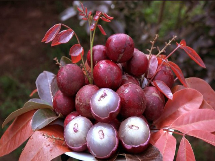Nhãn Tím
