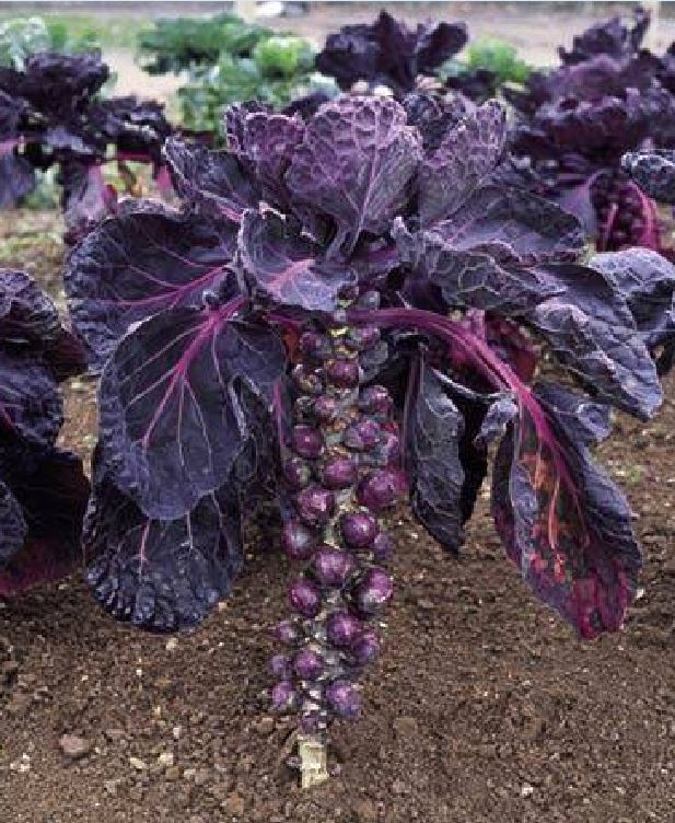 " Gói 50 "Hạt giống bắp cải tím mini ( bắp cải tí hon tím ) [Seeds]