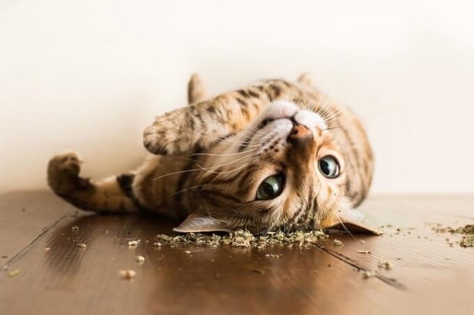 Ống Cỏ Mèo - Bạc Hà Mèo - Catnip