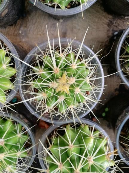 Cây xương rồng kim hổ
