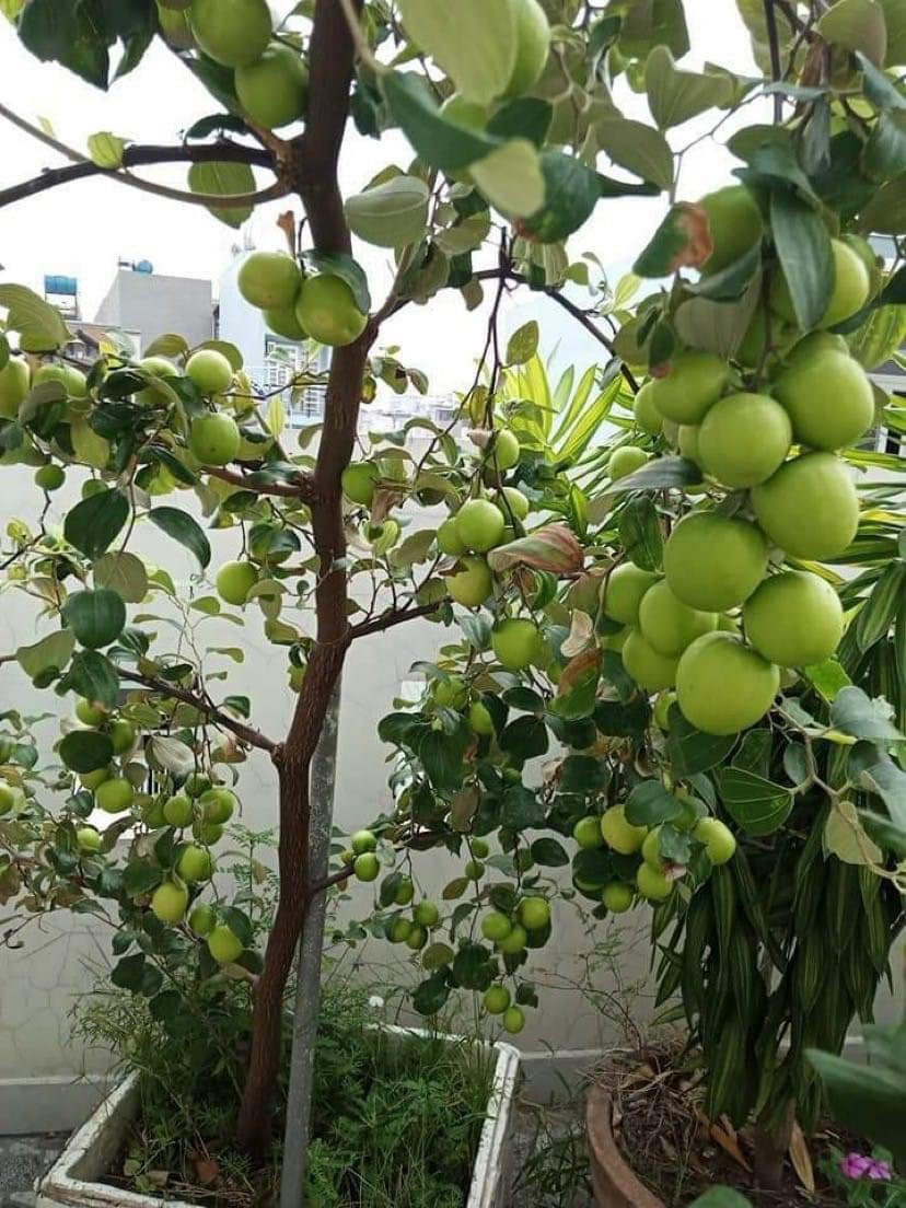 Cây Giống Táo Thái Leo Giàn Ninh Thuận