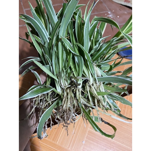 Cỏ lan chi có rễ