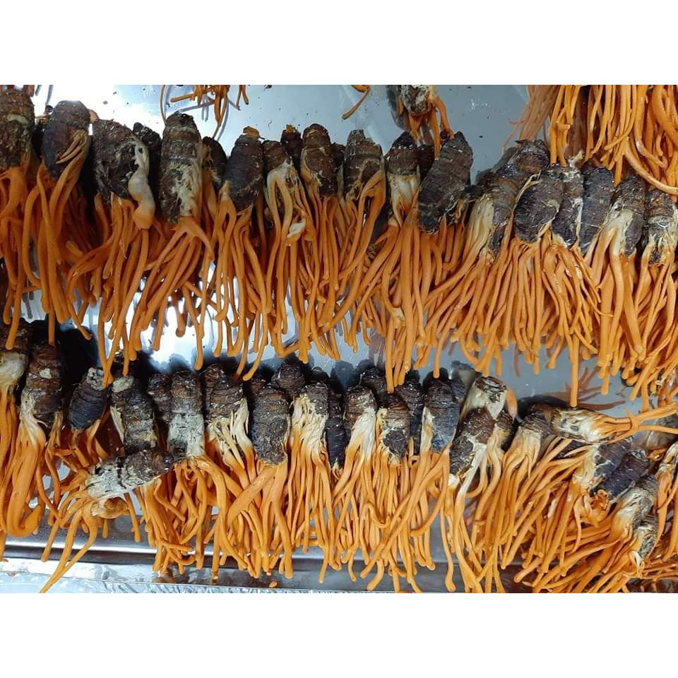 Combo 20 Con Đông Trùng Hạ Thảo Nguyên Con (2g/con)