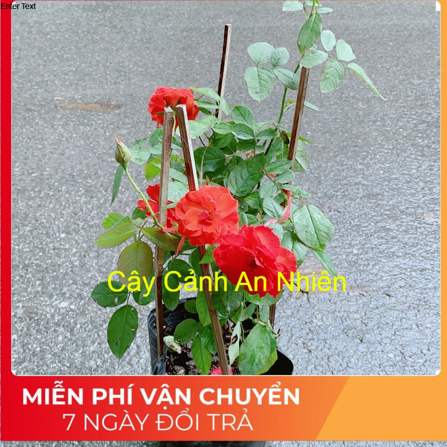Hoa hồng lửa màu đỏ