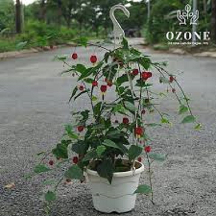 CHẬU HOA LEO LỒNG ĐÈN LOẠI NHỎ