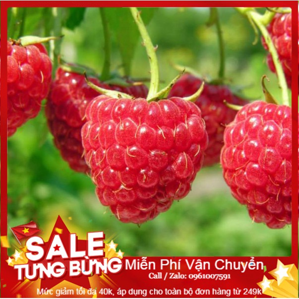 Hạt giống quả mâm xôi đỏ - 10 hạt