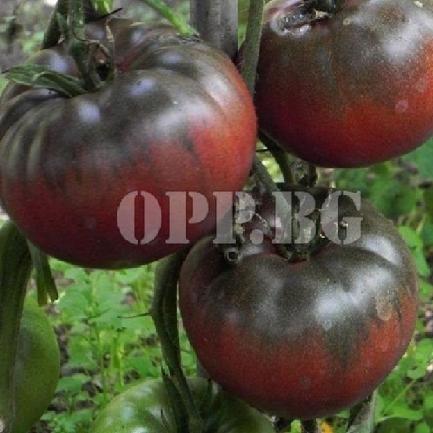 Hạt giống cà chua socola quả to- gói 20 hạt