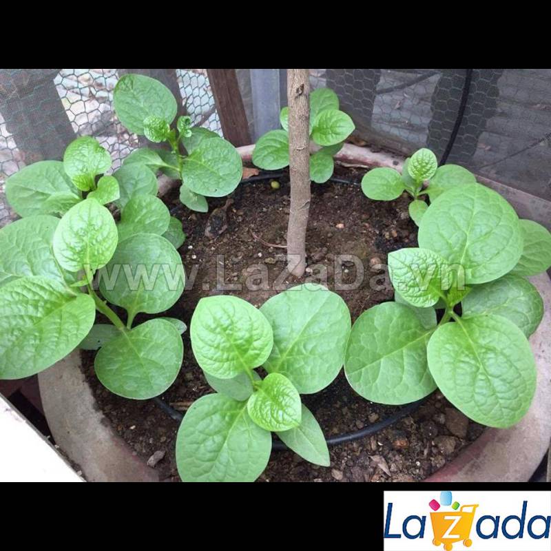 1KG Hạt Giống Rau Mồng Tơi (| Y1*W32)