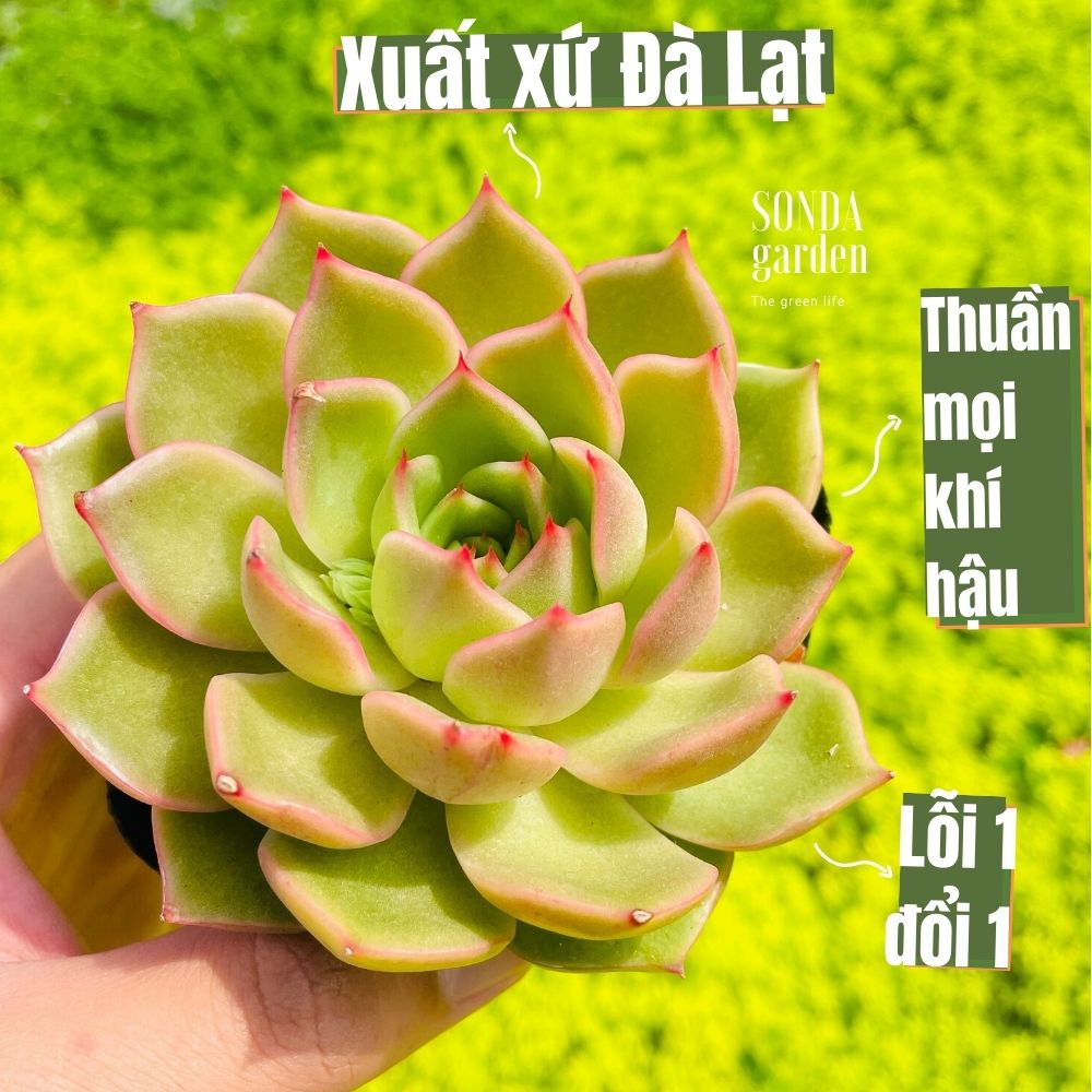 SEN ĐÁ ĐẾ VƯƠNG XÁM SIZE BÉ KHỎE ĐẸP LỖI 1 ĐỔI 1