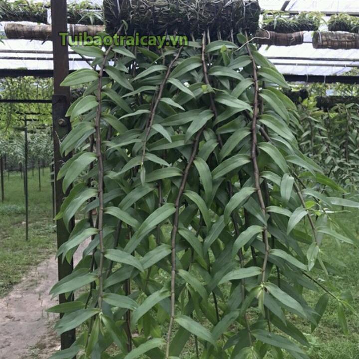 Dớn trồng lan trụ tròn 40x10cm