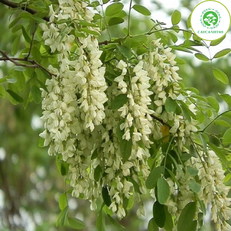 Cây hoa hoè nếp cao 70cm - Lô mới về