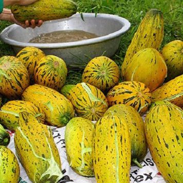 Hạt Giống Dưa Gang Cao Sản (1gr)