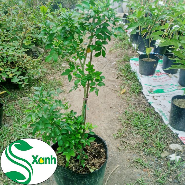 Cây nguyệt quế hoa thơm lừng