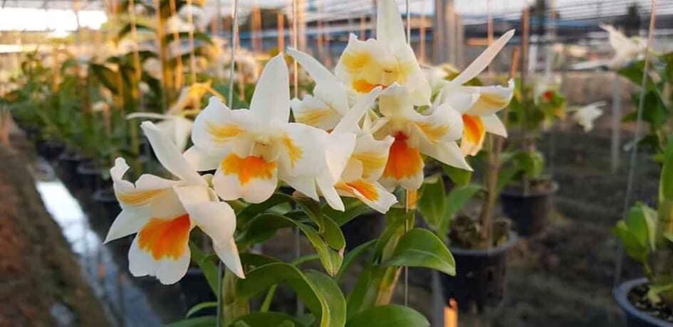 Hoa lan damary 3 lưỡi size cây giống cao 5-10cm