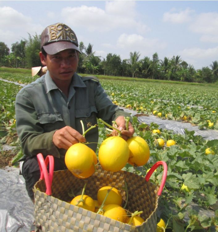 Hạt giống dưa Kim Cô Nương - Gói 10 Hạt