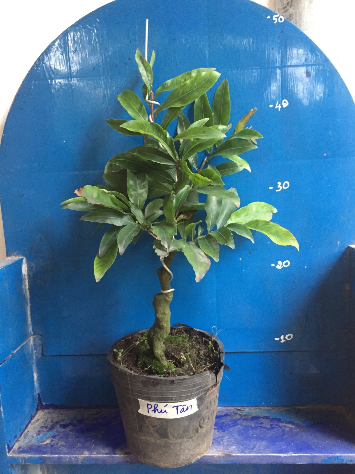 2 Cây Mai Giảo Phú Tân cỡ trung