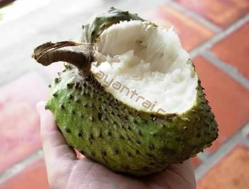 Cây giống mãng cầu xiêm ko hạt bvnbv