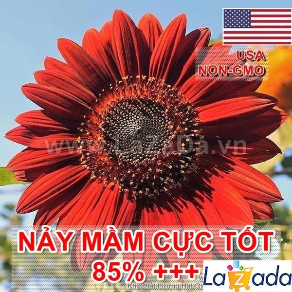 30h Hạt Giống Hoa Hướng Dương Đỏ Velvet (C1.301| -KD: B5*V62*M211)