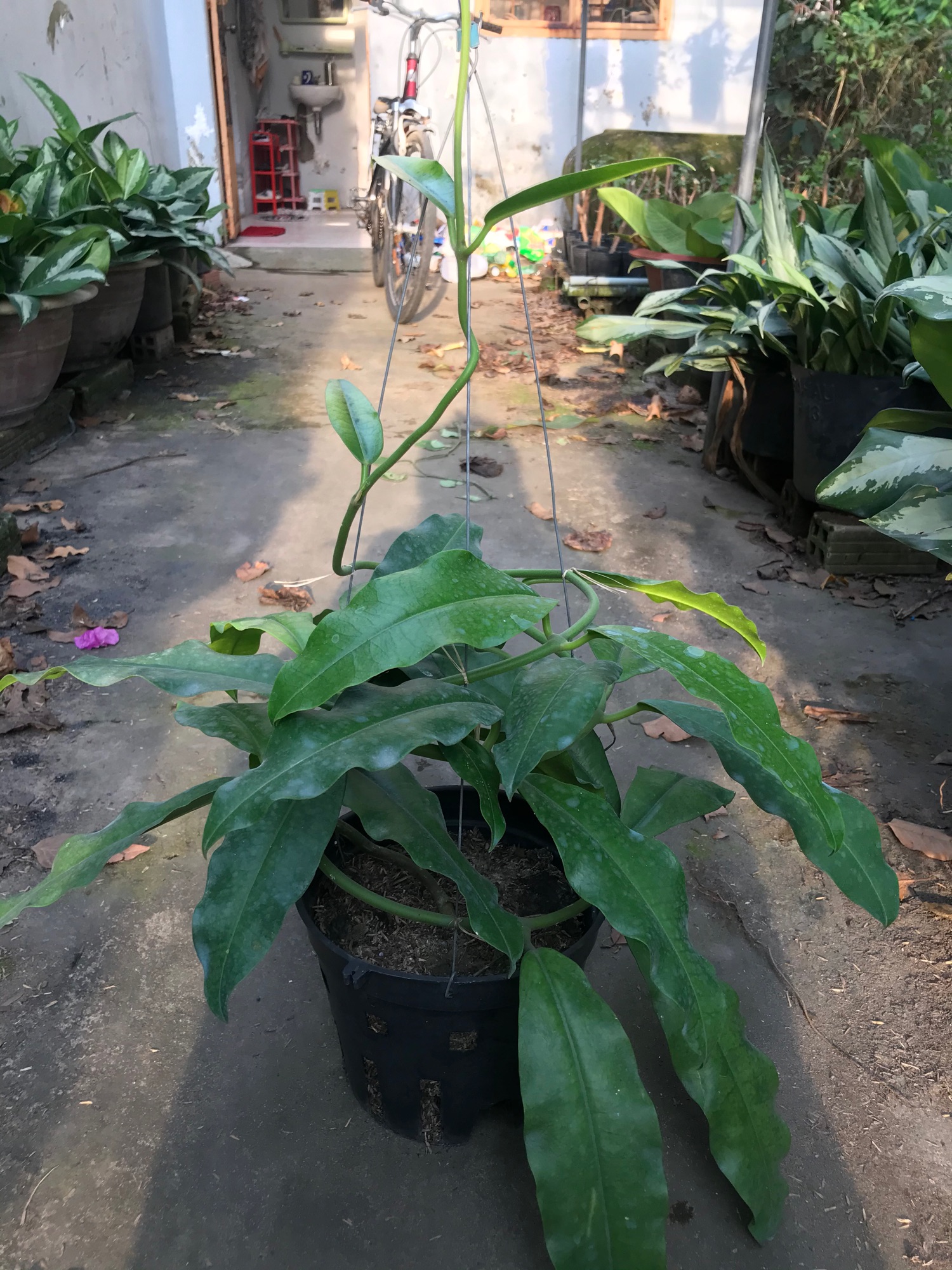 Caykiengsadec- Lan Cẩm cù lá dài + tặng phân bón