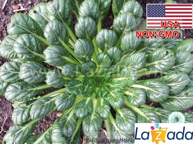 5Gr Hạt Giống Cải Tatsoi (B2.203| Y3*W51*M166)