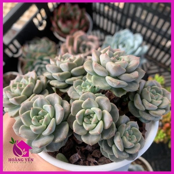 Sen đá Trung thu size trung 8cm , cây già khỏe