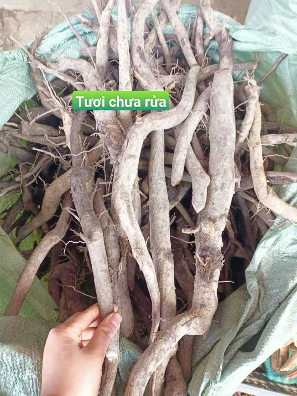 [1Kg] Sâm béo đen (sâm bảo ngọc) hàng rừng tươi