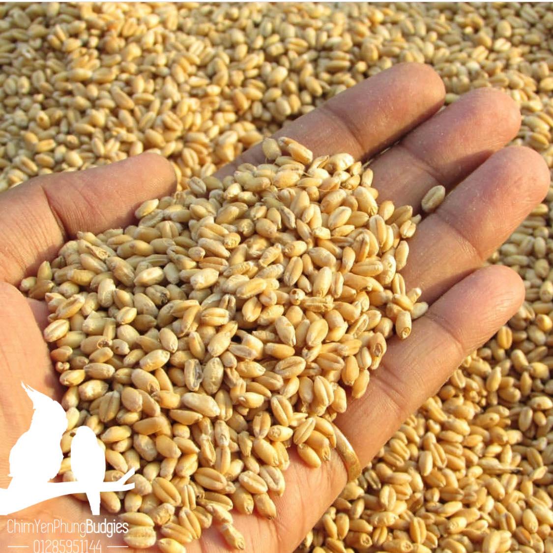 5kg Wheat (Barley) – Feed for Cattle and Poultry