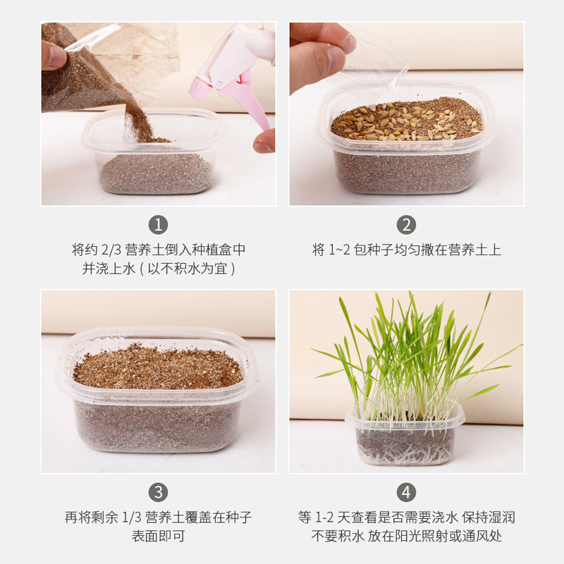 BỘ TRỒNG CỎ MÈO HẠT YẾN MẠCH