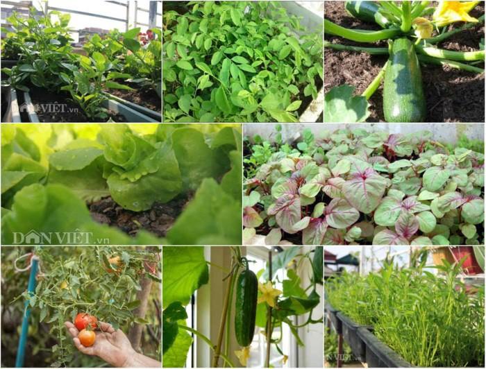 Combo 10 loại rau quả dễ trồng nhất và nhanh cho ăn nhất vào mùa hè
