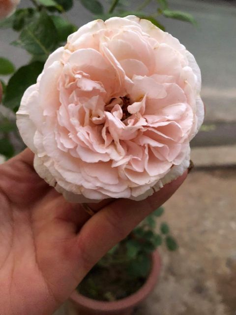 [ Xả - Cắt Lỗ ] Hoa Hồng Leo Ngoại Abraham Darby Rose