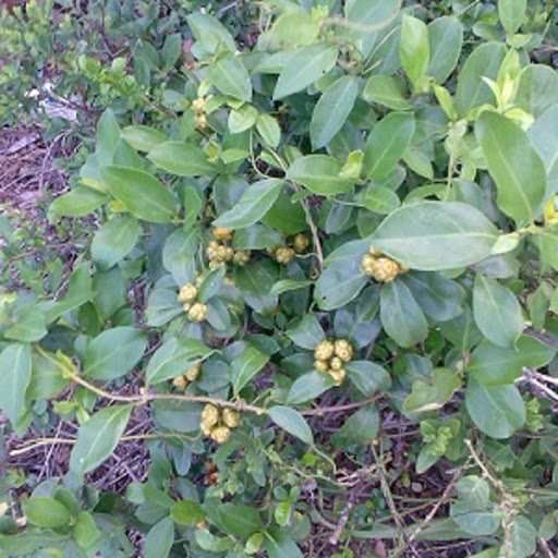 500gr Cây mặt quỷ Cao Bằng khô hàng loại 1 GT117