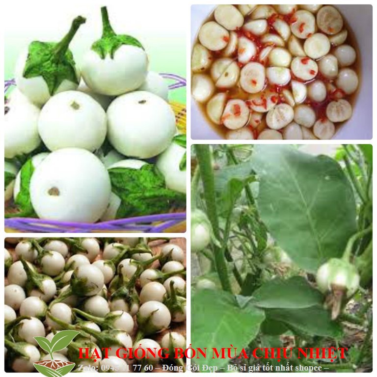 MJ77 GÓI 50 Hạt Giống Cà Pháo Cao Sản (Solanum macrocarpon)