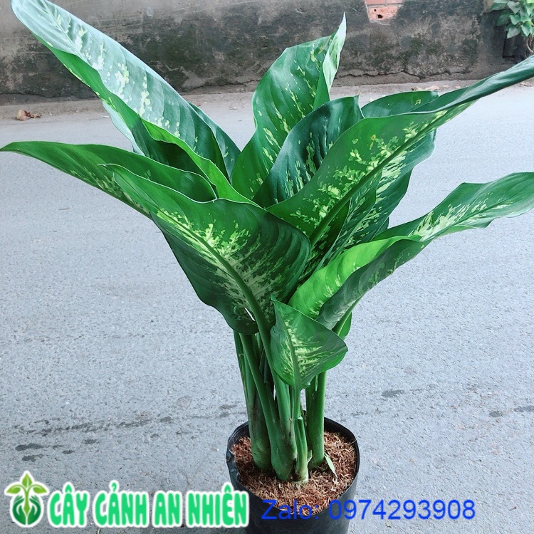 Cây vạn niên thanh size lớn cao 80cm rộng 50cm
