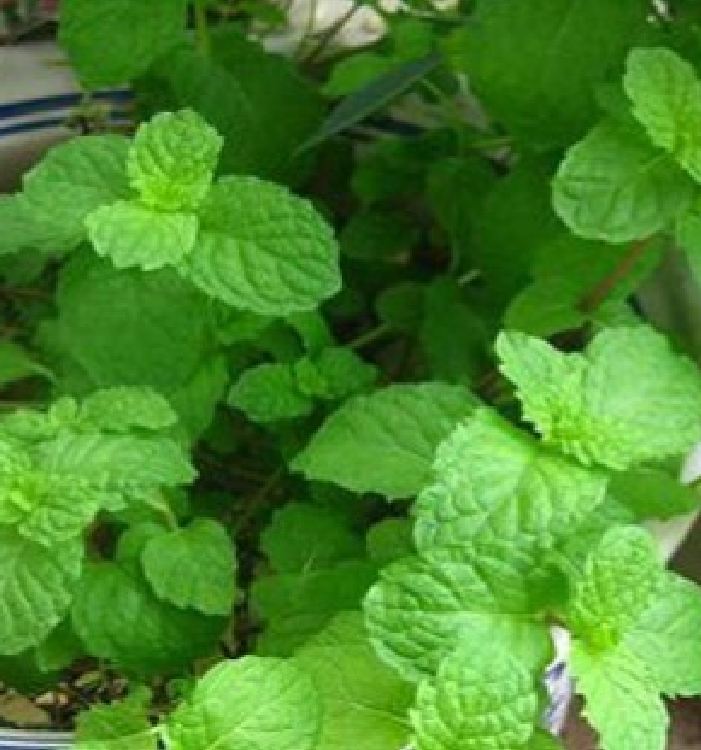 Hạt giống Húng bạc hà (Húng lủi) – 0.1Gram/gói