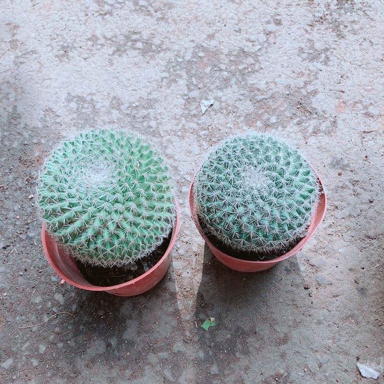 Combo 2 cây xương rồng