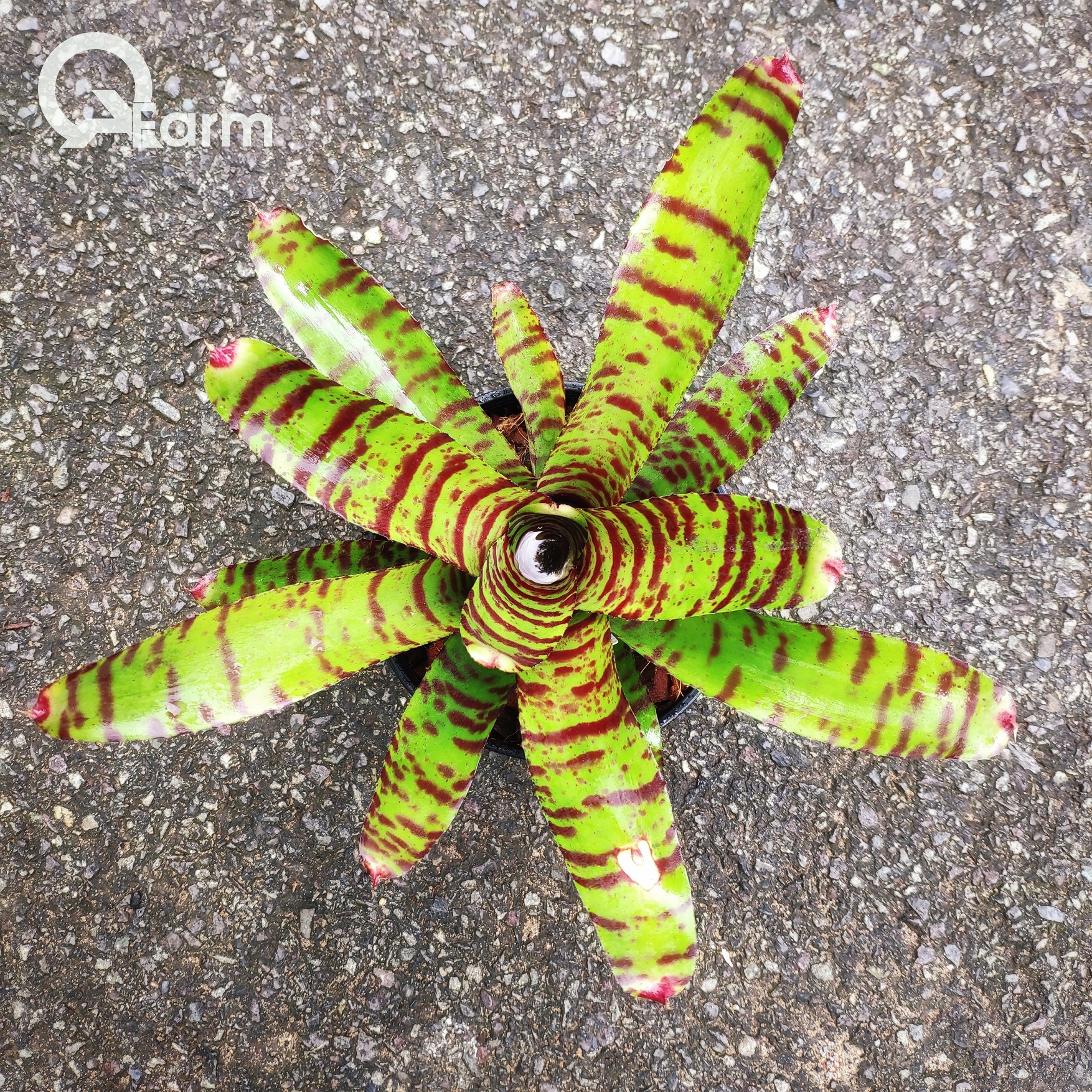 Dứa màu Nam Mỹ Neoregelia High Voltage