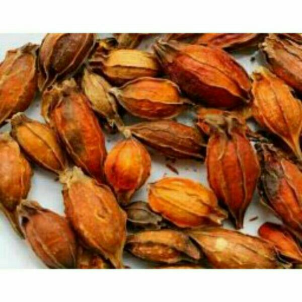 100g chi tử