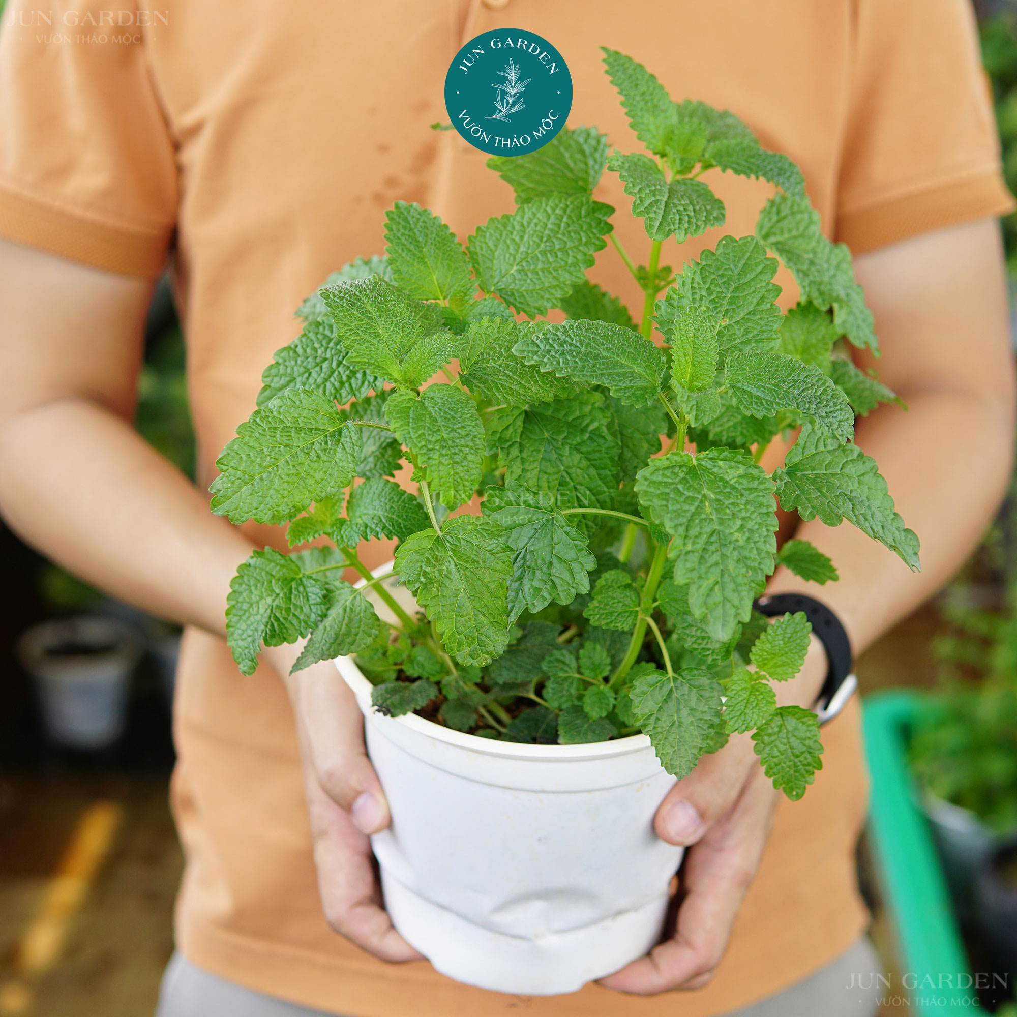 Cây bạc hà chanh sả lemon balm, cây gia vị, đuổi côn trùng - jun garden