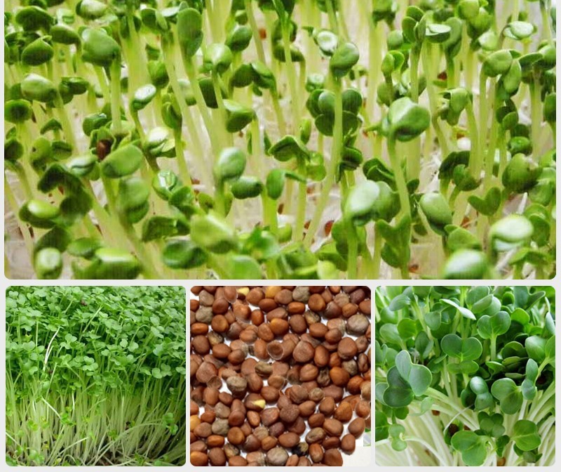 Hạt giống rau mầm củ cải trắng - 50g