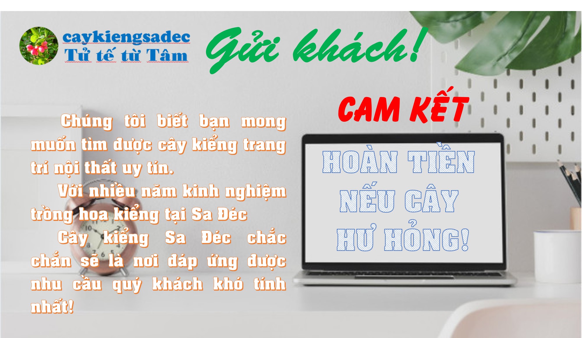 Trầu bà đế vương (đỏ)